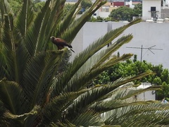 Parabuteo unicinctus