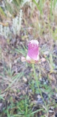 Calochortus argillosus