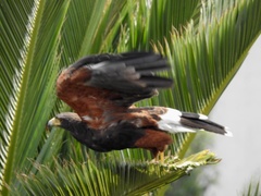 Parabuteo unicinctus