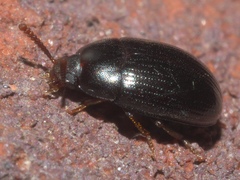 Platydema micans