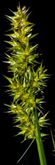 Carex laevivaginata