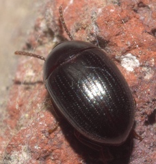 Platydema micans