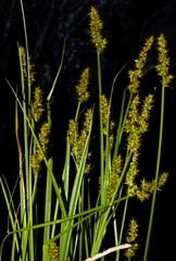 Carex laevivaginata