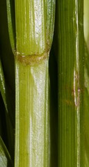 Carex laevivaginata