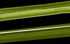 Carex laevivaginata