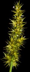 Carex laevivaginata