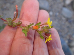 Camissoniopsis hirtella