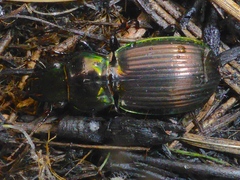 Megadromus antarcticus