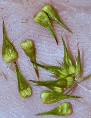 Carex laevivaginata