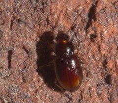 Elaphropus