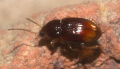 Elaphropus