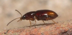 Elaphropus