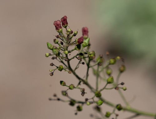 iNaturalist observation photo of California beeplant