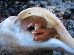 Diacanthurus spinulimanus