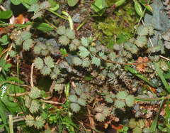 Acaena caesiiglauca