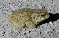 Sclerophrys mauritanica