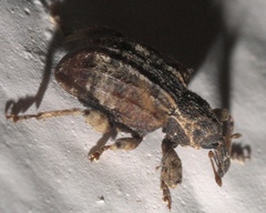 Conotrachelus anaglypticus