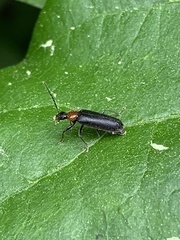 Pedilus lugubris