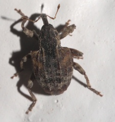 Conotrachelus anaglypticus