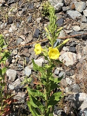 Oenothera biennis