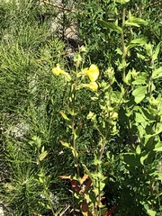 Oenothera biennis