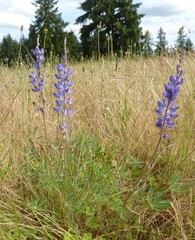Lupinus lepidus lepidus