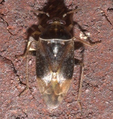 Agnocoris