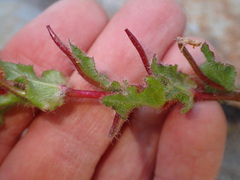 Camissoniopsis hirtella