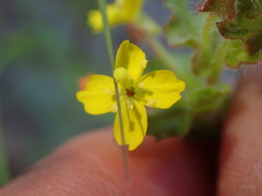 Camissoniopsis hirtella
