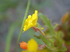 Camissoniopsis hirtella