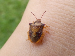 Dendrocoris