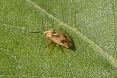 Lygus hesperus