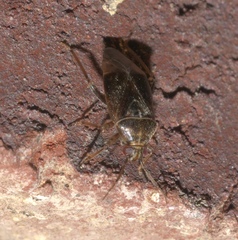 Agnocoris