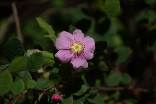 iNaturalist observation photo of California Wild Rose