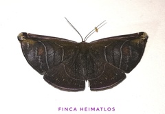 Cyphoedma transvolutata