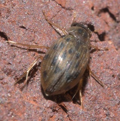 Berosus pantherinus
