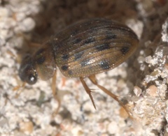 Berosus pantherinus