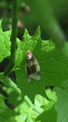 Clepsis melaleucanus