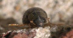 Berosus pantherinus