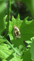 Clepsis melaleucanus