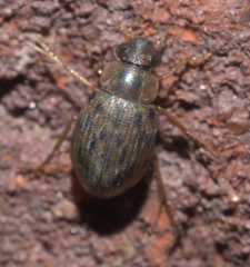 Berosus pantherinus