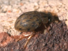 Berosus pantherinus