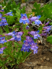 Penstemon leonardii