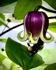 Clematis viorna