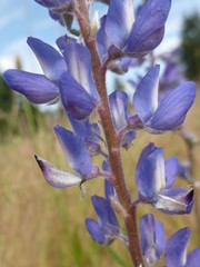 Lupinus lepidus lepidus