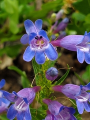 Penstemon leonardii