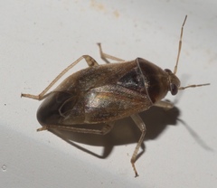 Agnocoris