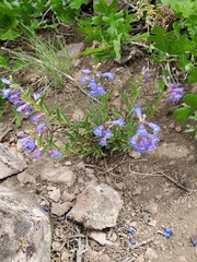 Penstemon leonardii