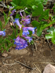 Penstemon leonardii