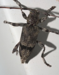 Graphisurus despectus